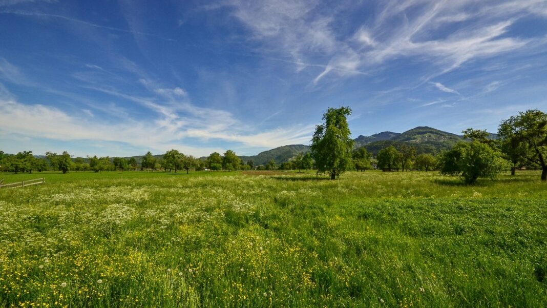 Grüne Wiese mit einzelnen Bäumen, im Hintergrund bewaldete Hügel unter blauem Himmel