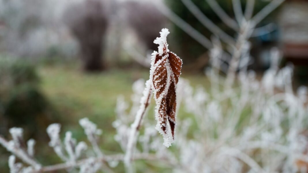 Wärmepumpe im Winter: Dampf, Eis, Brummen – was normal ist und was nicht Mit Raureif überzogene Zweige und ein Blatt an einem kalten Wintermorgen